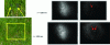 Figure 11 - On the left, a color image containing two metallic objects covered with a green paint imitating that of the background; on the right, near-IR images where, depending on the wavelength, one or two objects are revealed (taken from [34]).