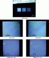 Figure 12 - Condition of networks after circulation (observed under an optical microscope)