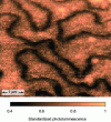 Figure 20 - Photoluminescence map measured on a [Pt (1 nm)/Co (0.65 nm)]4 multilayer, perpendicularly magnetized and hosting numerous domain walls.