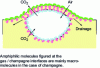 Figure 1 - Structure of a bubble arriving at the air/champagne interface