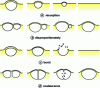 Figure 3 - Main ways in which bubbles develop on the surface of champagne