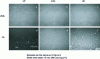 Figure 9 - Brewster angle microscopy (BAM) of adsorption layers formed at the air/wine interface before and after foaming.