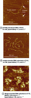 Figure 6 - Examples of air AFM images of single-stranded nucleic acids adsorbed on mica