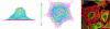 Figure 15 - Calculated array of microfilaments under tension and experimental observation