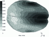 Figure 2 - Cerebral Von Mises stresses, 9 ms after the onset of impact for a given accident case (expressed in kPa)