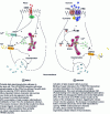 Figure 3 - Comparison of long-chain fatty acid (LCFA)- and sucrose-induced signaling pathways in mouse taste receptor cells