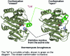 Figure 5 - Representations of the structure of lipase extracted from Thermomyces lanuginosus in "closed" (pdb-1dt3) and "open" (pdb-1gt6) conformations (doc. SCF)