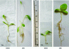 Figure 11 - Growth inhibition of Lactuca sativa seedlings before and after modification of the treatment plant (source: G. Crini)