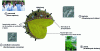 Figure 1 - The lipid body, a storage organelle for reserve lipids (Photos: a) Dynamics and structure of lipid bodies team; b) Streptomyces lividans mycelium observed with an optical microscope, objective x100 in visible light; c) Saccharomyces cerevisiae yeast observed with an optical microscope, objective x100 in visible light; d) Arabidopsis thaliana in greenhouse culture).