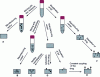 Figure 11 - Fibroin-based drug delivery systems synthesized using different strategies for incorporating molecules of interest
