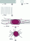 Figure 9 - TENG: schematic representation and explant growth