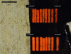 Figure 13 - Effects of increasing laser power density on the plattnerite produced by minium weathering on an experimental mural. The treatment is optimal at a power density of 12 W/cm2; the threshold for minium weathering is 16 W/cm2.