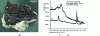 Figure 9 - (a) Sample taken from one of the LRMH wall paintings, (b) Characterization of surface phases by Raman microspectrometry.