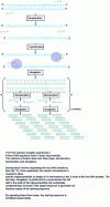 Figure 2 - Principle of polymerase chain reaction (PCR)