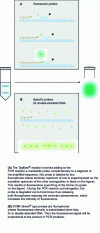 Figure 3 - Principle of fluorescence detection using fluorescent probes (A) or probes that intercalate with double-stranded DNA (B)