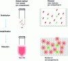 Figure 5 - Schematic diagram comparing a PCR reaction on a whole sample (global) and on the same sample after dilution so as to have only one target sequence per compartment in a 96-well plate (discrete).