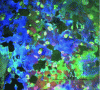 Figure 3 - Irisation observed on the surface of model glass exposed for six months