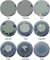 Figure 8 - Photographs showing the evolution of damage produced by ultrasonic cavitation on an organic coating on steel (18 mm diameter disk) (from [31])