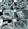 Figure 16 - Thin film of TiO2 as deposited (300 nm thick) by ALD on a porous Ni cathode (a, c, e) and after immersion in Li-K eutectic for 230 h at 650°C (b, d, f) [68]
