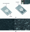 Figure 2 - a) Left, schematic diagram of the device used for MOx/NTC heterostructures, with interconnected electrodes on which a MOx/NTC film is deposited; right, image of a sensor with the sensitive film and scanning electron microscopy (SEM) image of the MOx/NTC deposited on the electrodes (reproduced with permission [18]. Copyright 2013, American Chemical Society), b) SEM images of graphene "decorated" with Pt particles after 500 (left) and 1,000 (right) ALD cycles (scale bar, 2 µm) (reproduced with permission [21]. Copyright 2014, Nature publishing).