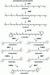 Figure 2 - Representation of the astaxanthin biosynthesis pathway in C. reinhardtii [37]