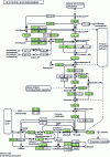Figure 9 - Map of the "glycolysis" metabolic pathway (hsa00010) in humans (extracted from KEGG database [87])
