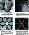 Figure 17 - Ultrafast laser patterned surfaces for activating cells adhesions [18] [20]