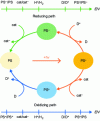 Figure 5 - Reducing or oxidizing pathway taken by the photo-sensitizer (PS) in the excited state to return to the ground state by electron transfer with the catalyst (cat) and sacrificial donor (D)