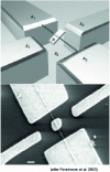 Figure 7 - SEM image of a rotor supported by a carbon nanotube 