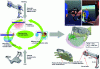 Figure 18 - Optimization procedure for a dexter haptic interface (left) and dimensions of the robot associated with each finger obtained after design (bottom right) and workspace of these robots (right, example of the index finger, green: workspace of the finger, pink: workspace of the robot).