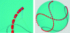 Figure 6 - Simulation on the sphere. Left: trajectory near initial point; right: global view