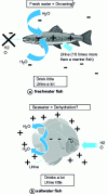 Figure 12 - Diagram of the exchange of water and salts between a saltwater fish and a freshwater fish.