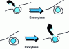 Figure 13 - Endocytosis and exocytosis at a cell membrane