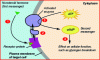 Figure 1 - Action of a hormone on a membrane receptor