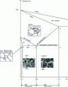 Figure 4 - Iron-carbon diagram