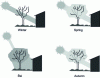 Figure 13 - Tree as solar protection (source ETI)