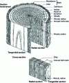 Figure 5 - Cellular organization of hardwood (source Cedotec)