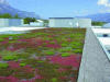Figure 3 - Example of an extensive green roof (source: Adivet)