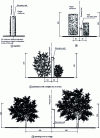 Figure 2 - Planting distances for unpartitioned walls