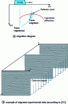 Figure 10 - Illustration of the application of the migration method for detecting buried pipes in soil where propagation velocity is assumed to be homogeneous.