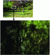 Figure 5 - Examples of degradation due to too large a quantization step (source INA)