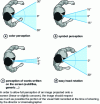 Figure 10 - Horizontal visual angles (according to CST)