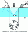 Figure 22 - Analogy between fish vision and the principle of fish-eye optics (from [63])