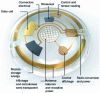 Figure 7 - Conceptual view of augmented lenses (illustration by Emily Cooper) (after [107])