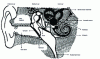 Figure 14 - Vestibular system receptors in the inner ear