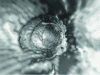 Figure 7 - Example of virtual endoscopy of the colon (virtual colonoscopy)