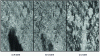 Figure 5 - SIRC-XSAR images of a tropical forest in the presence of a storm cloud, acquired simultaneously in X, C and L bands.