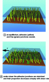 Figure 7 - Adhesive contact pattern