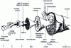 Figure 1 - Structure of a wool fiber (after R.D.B. Fraser, Division of Protein Chemistry, CSIRO, Australia)