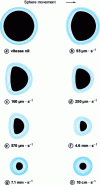 Figure 23 - Contact areas of a ball rolling on the flat surface of a rubbery material at increasing speed